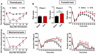 Hypersensitivity of Prelimbic Cortex Neurons Contributes to Aggravated Nociceptive Responses in Rats With Experience of Chronic Inflammatory Pain